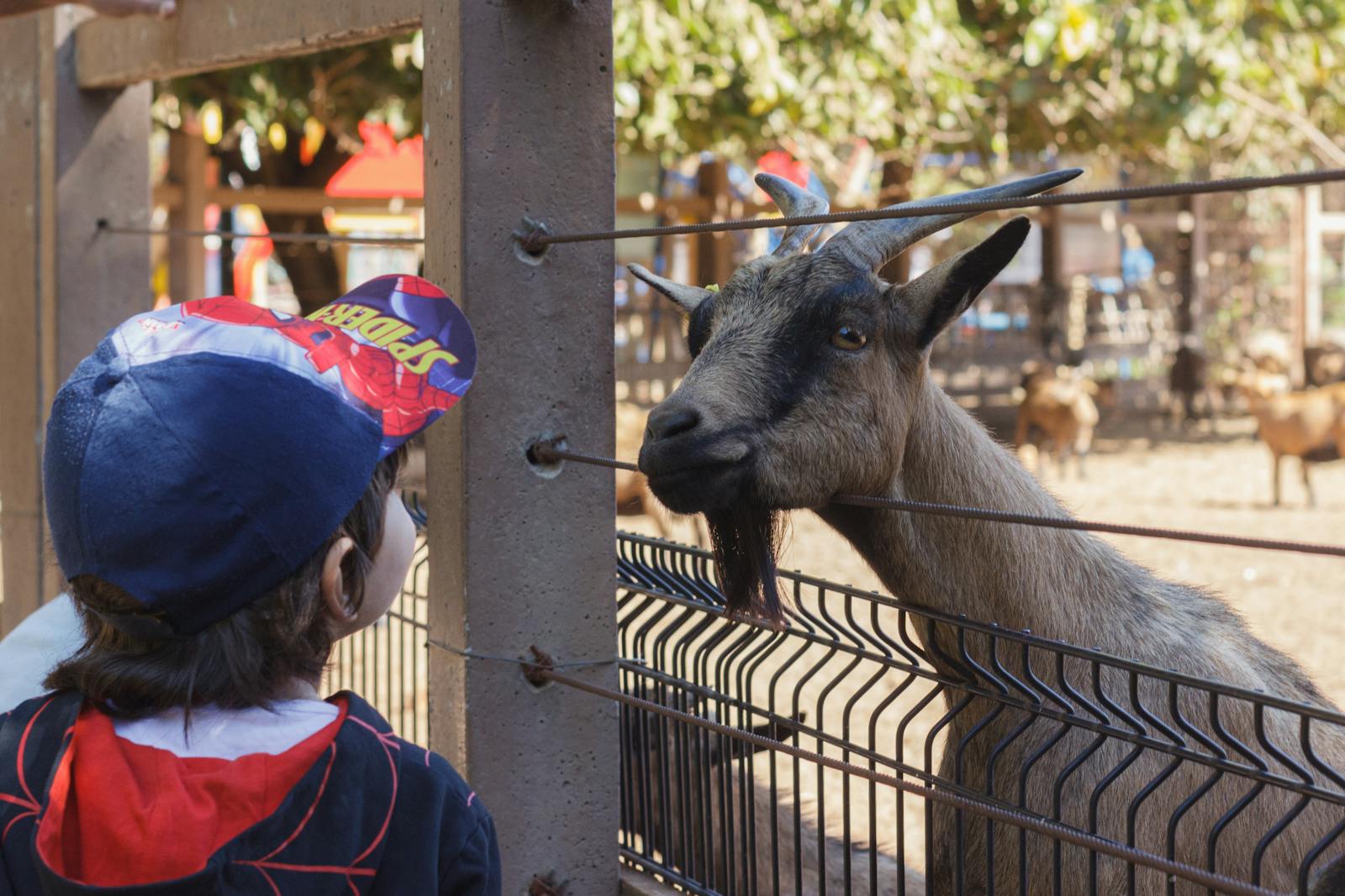 Image d ambiance pour Fermes pedagogiques